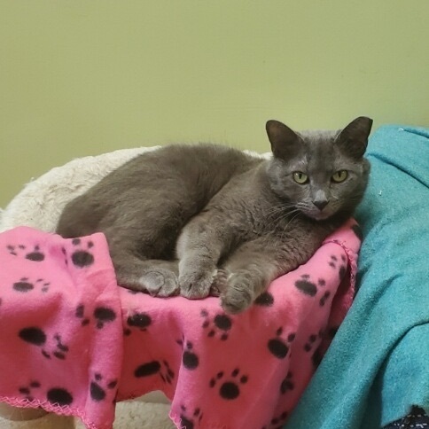 Enlarge Smokey, a Adoptable mixed breed in Southaven , MS image 3/3