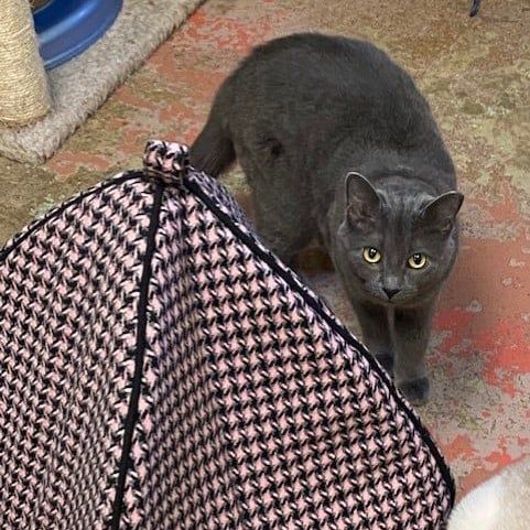 Enlarge Smokey, a Adoptable mixed breed in Southaven , MS image 2/3