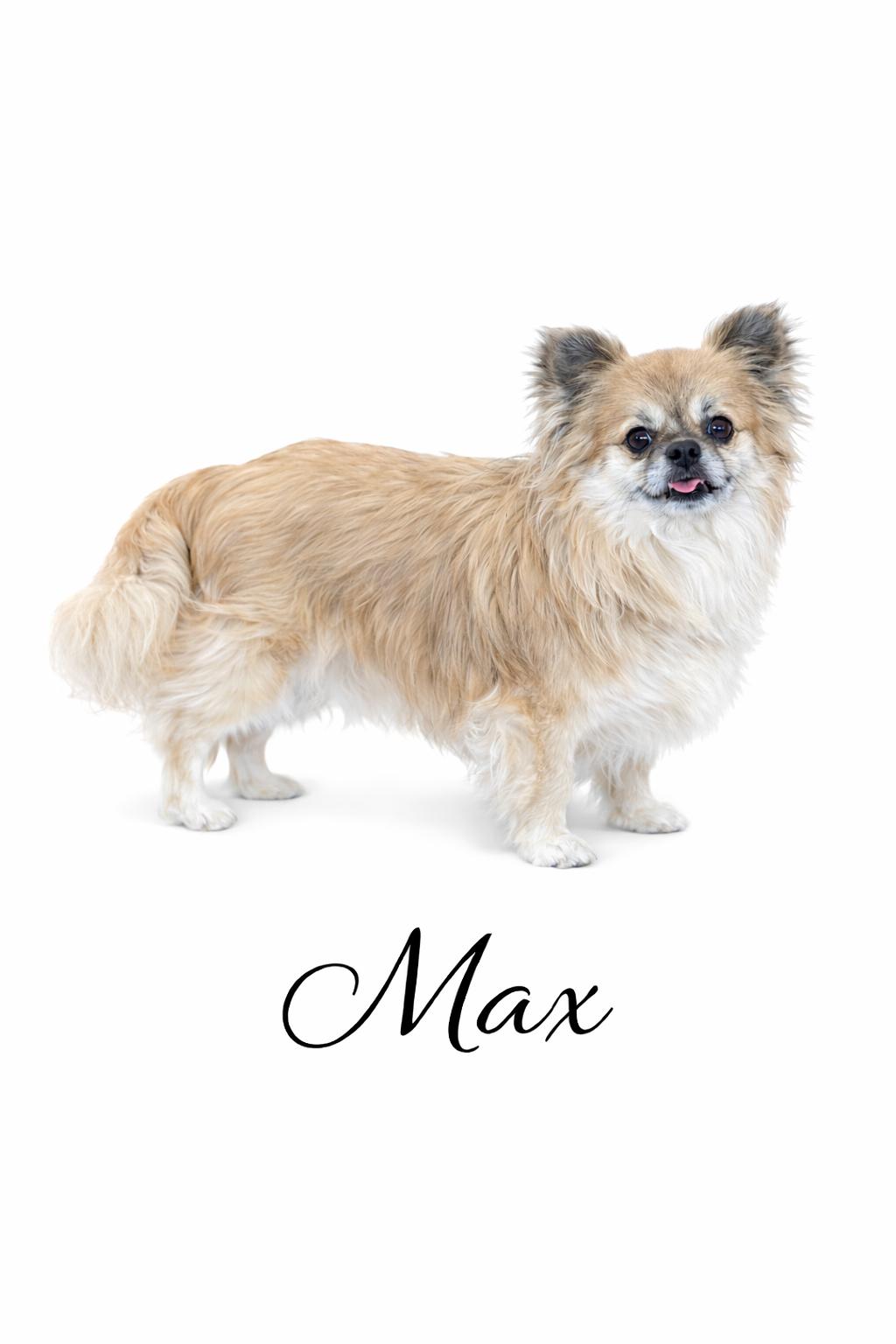 Enlarge Max , a Adoptable mixed breed in SYLVANIA, GA image 2/5