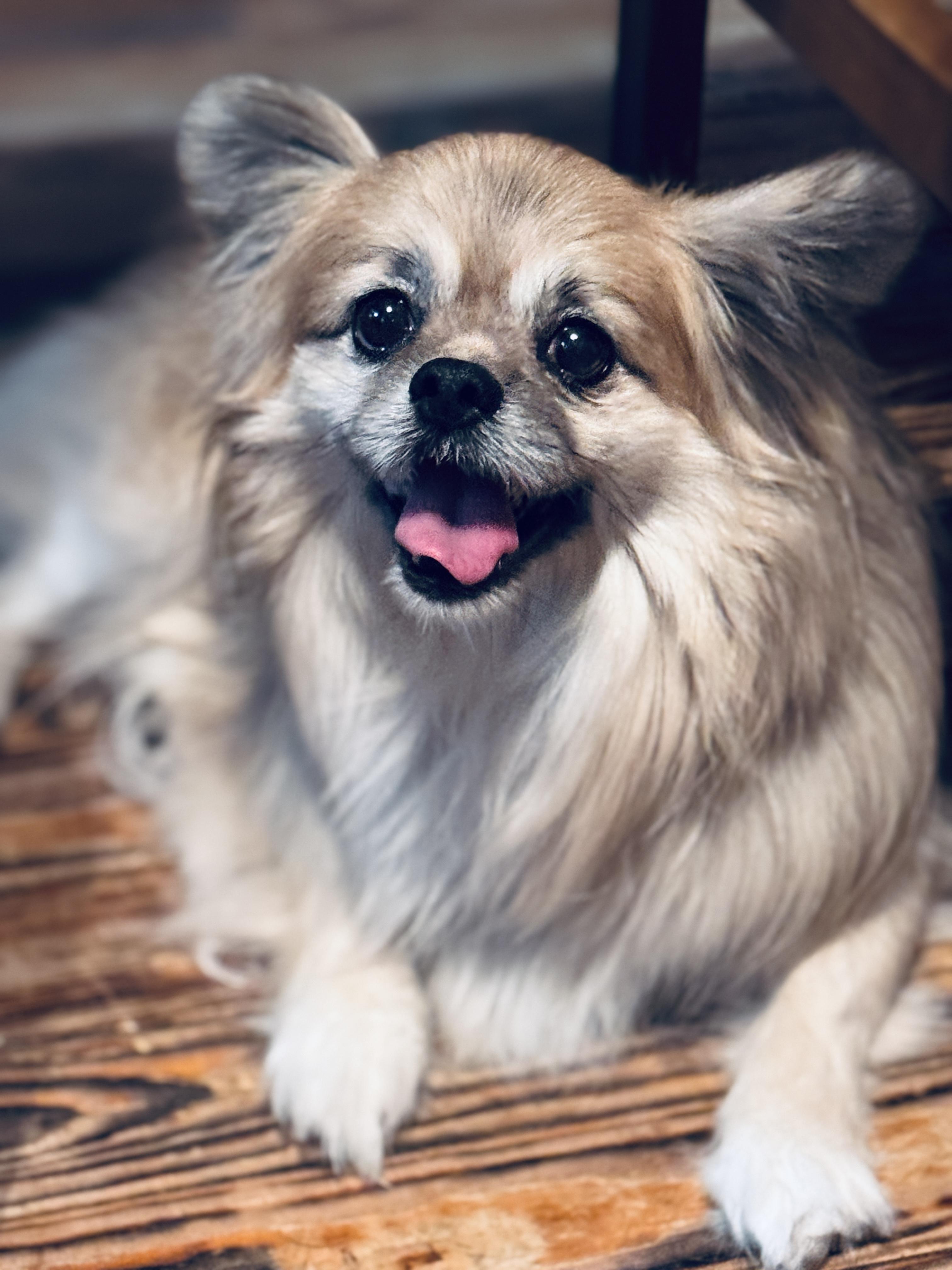 Max , Adoptable, Adult Male Pomeranian & Mixed Breed.