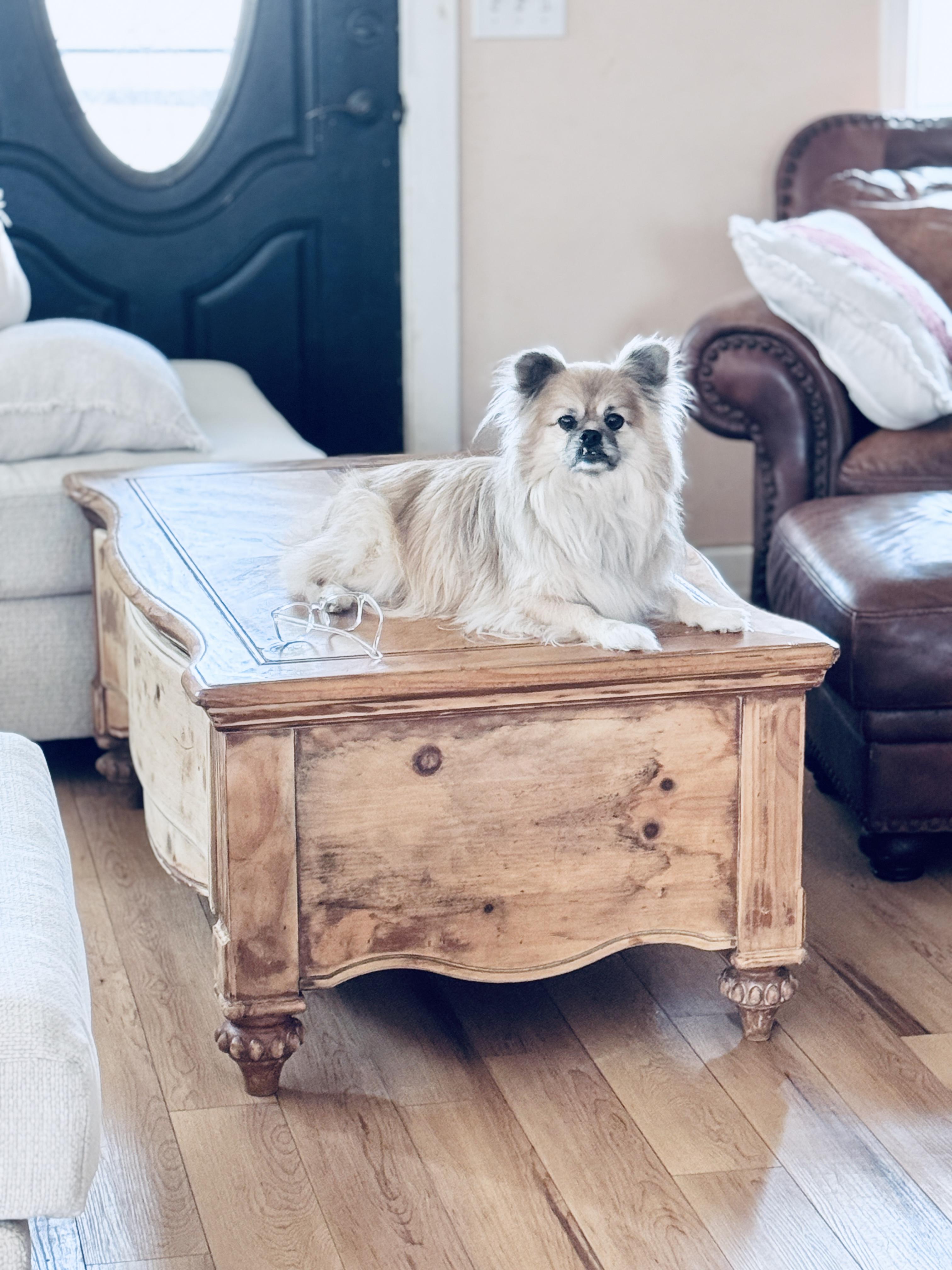 Enlarge Max , a Adoptable mixed breed in SYLVANIA, GA image 3/5