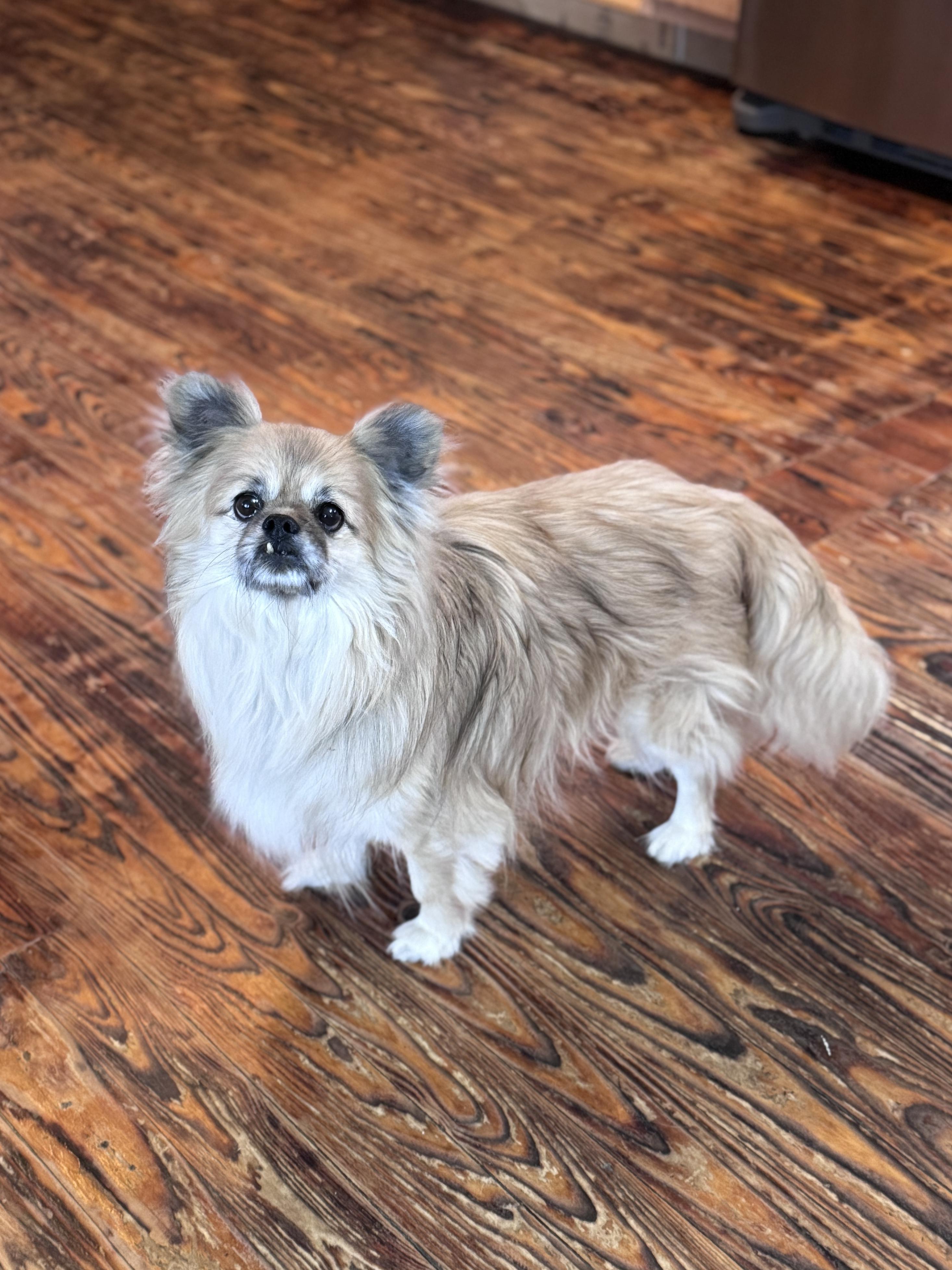 Enlarge Max , a Adoptable mixed breed in SYLVANIA, GA image 4/5