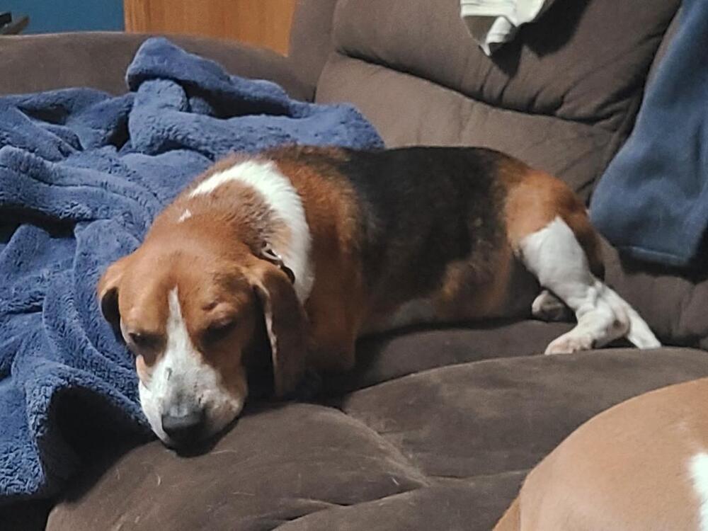 Mack - Fostered in Omaha, Adoptable, Adult Male Beagle.