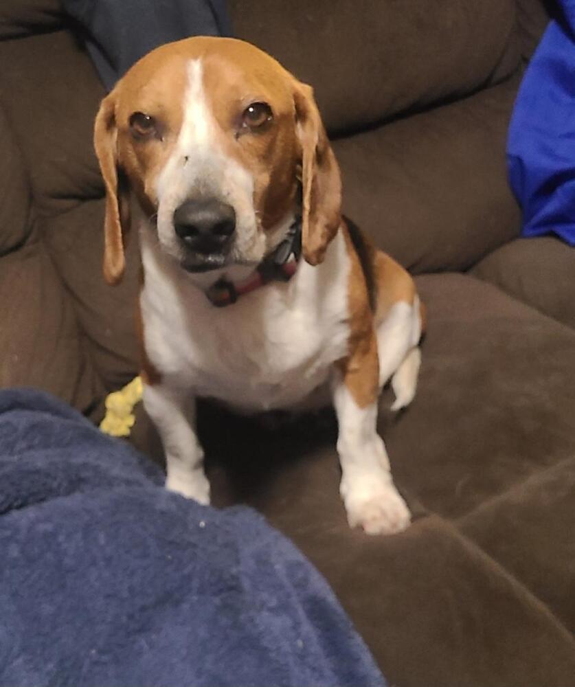 Enlarge Mack - Fostered in Omaha, a Adoptable Beagle in Shawnee Mission, KS image 2/5