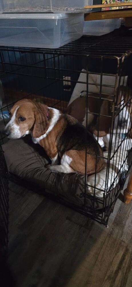 Enlarge Mack - Fostered in Omaha, a Adoptable Beagle in Shawnee Mission, KS image 3/5
