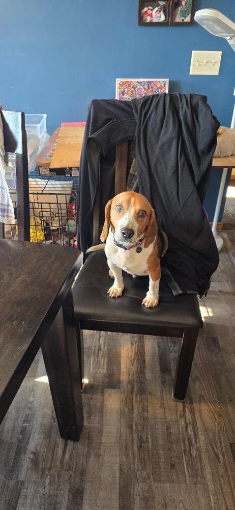 Enlarge Mack - Fostered in Omaha, a Adoptable Beagle in Shawnee Mission, KS image 4/5