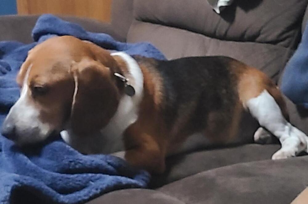 Enlarge Mack - Fostered in Omaha, a Adoptable Beagle in Shawnee Mission, KS image 5/5