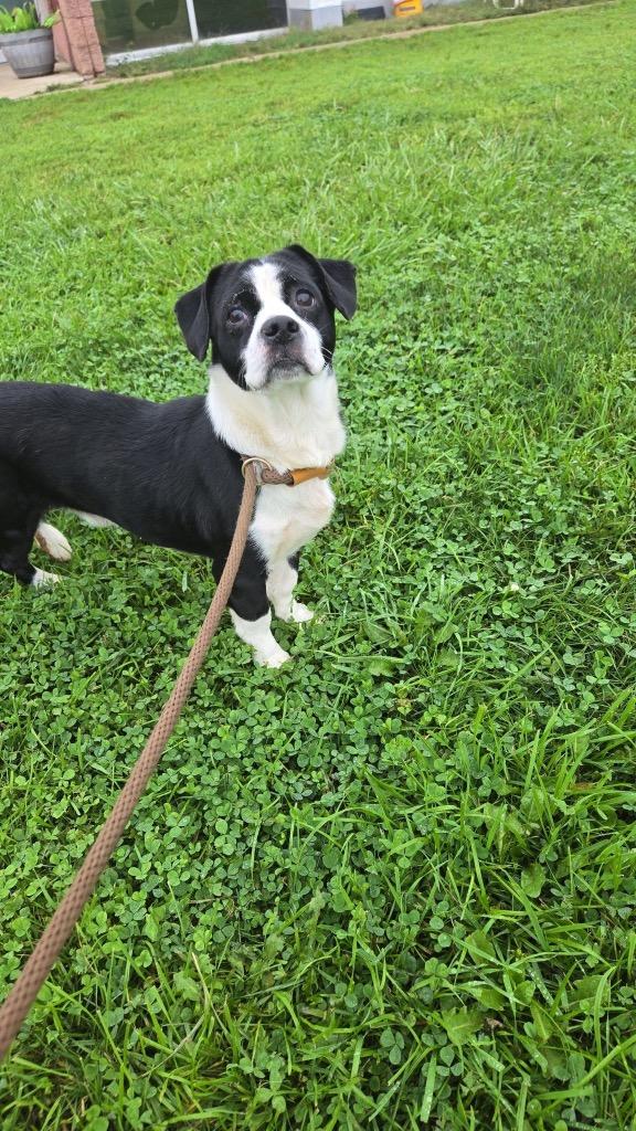 Enlarge Panda, a Adoptable mixed breed in Marion, OH image 1/1