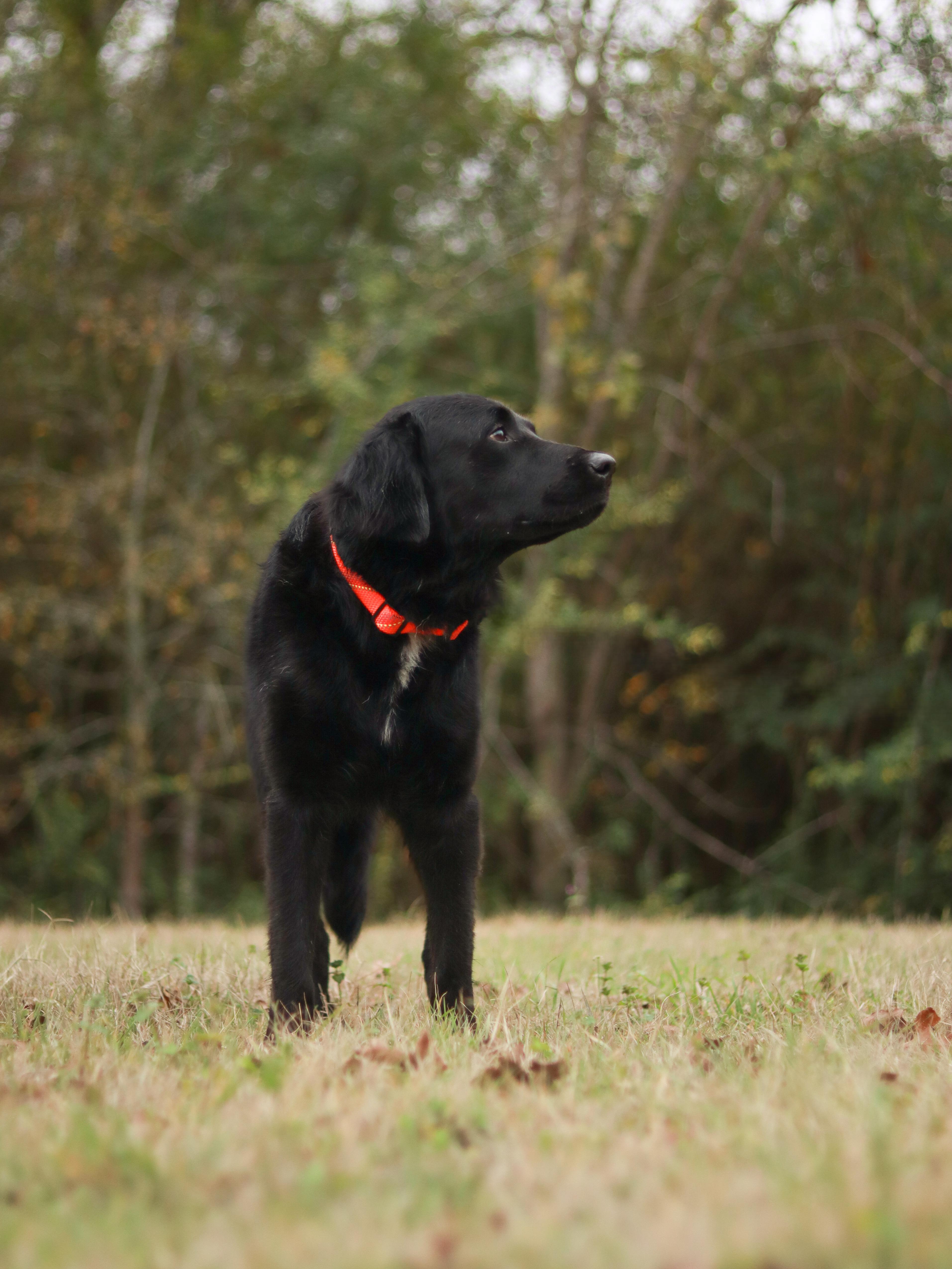 Enlarge Rocky, an adoptable Flat-Coated Retriever in Bryan, TX image 5/6