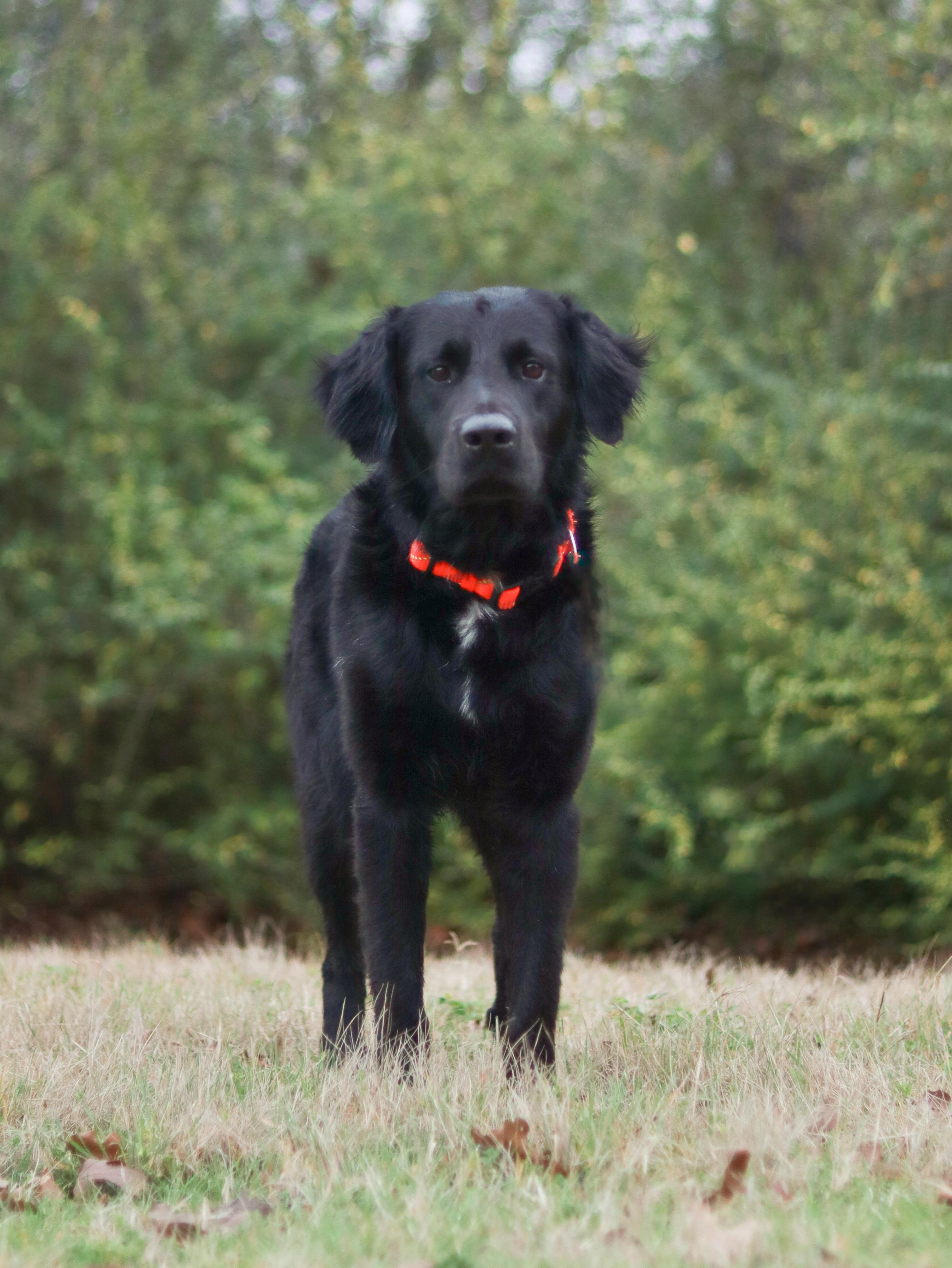 Enlarge Rocky, an adoptable Flat-Coated Retriever in Bryan, TX image 2/6