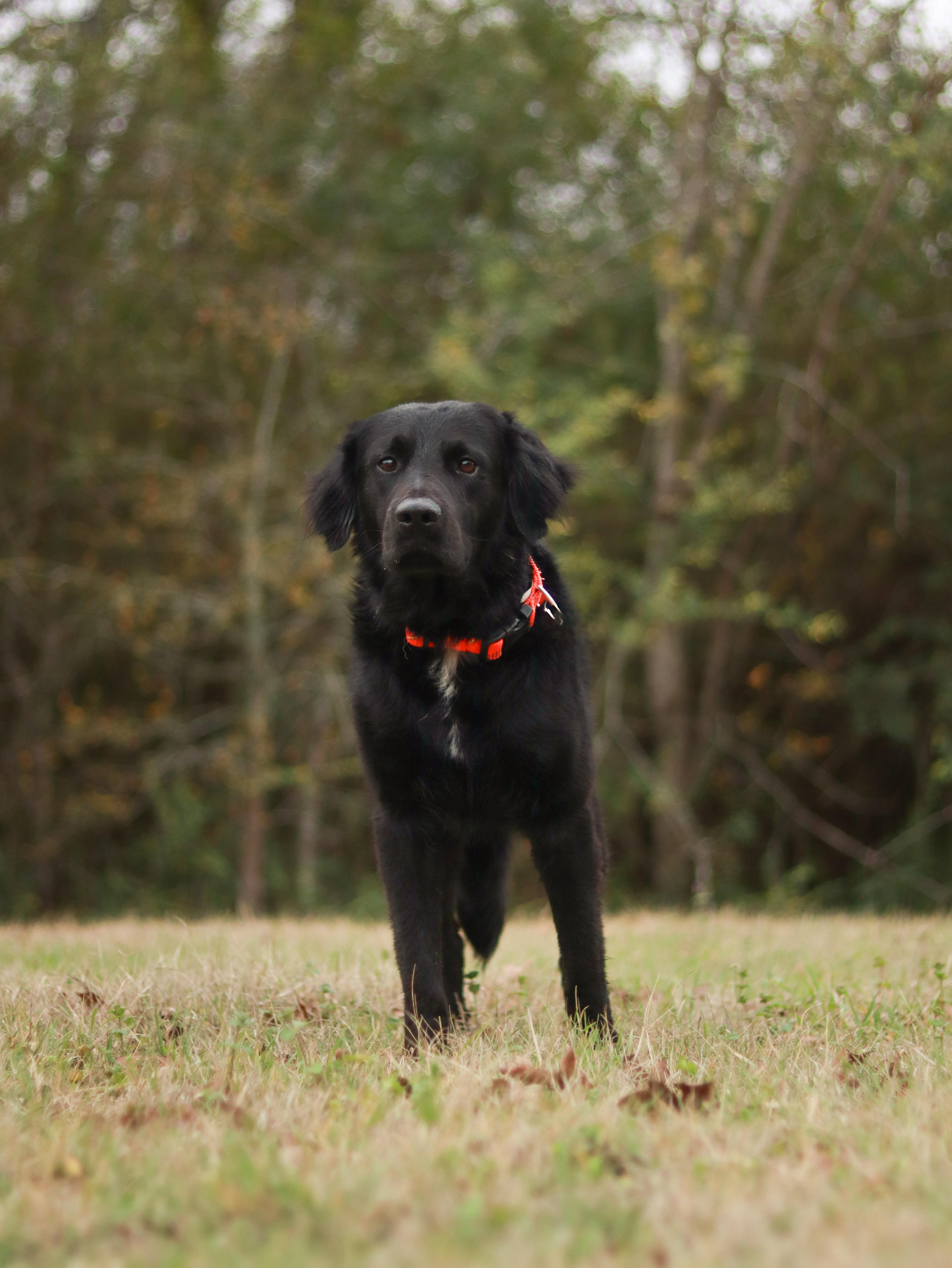 Enlarge Rocky, an adoptable Flat-Coated Retriever in Bryan, TX image 6/6