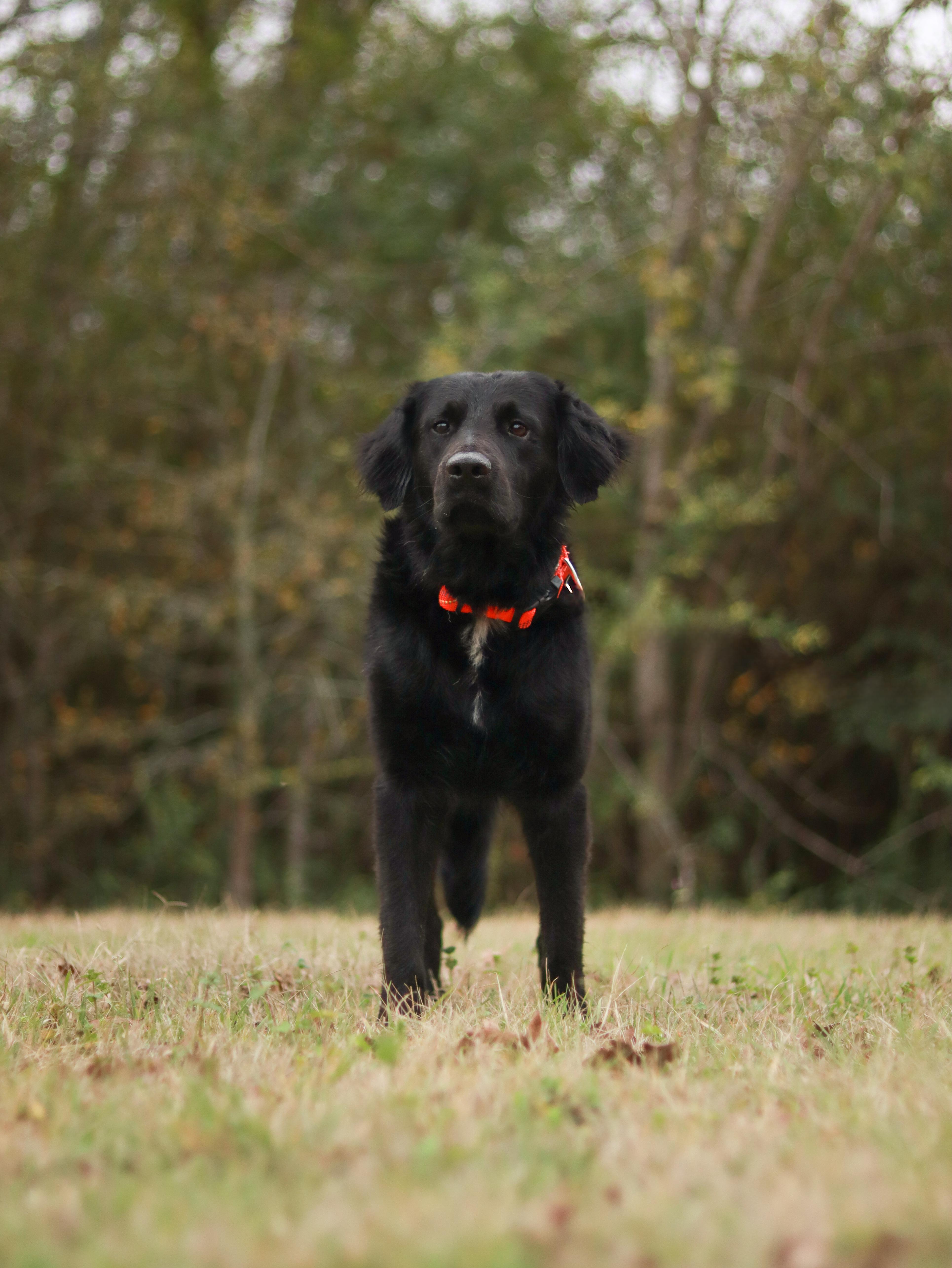 Enlarge Rocky, an adoptable Flat-Coated Retriever in Bryan, TX image 4/6