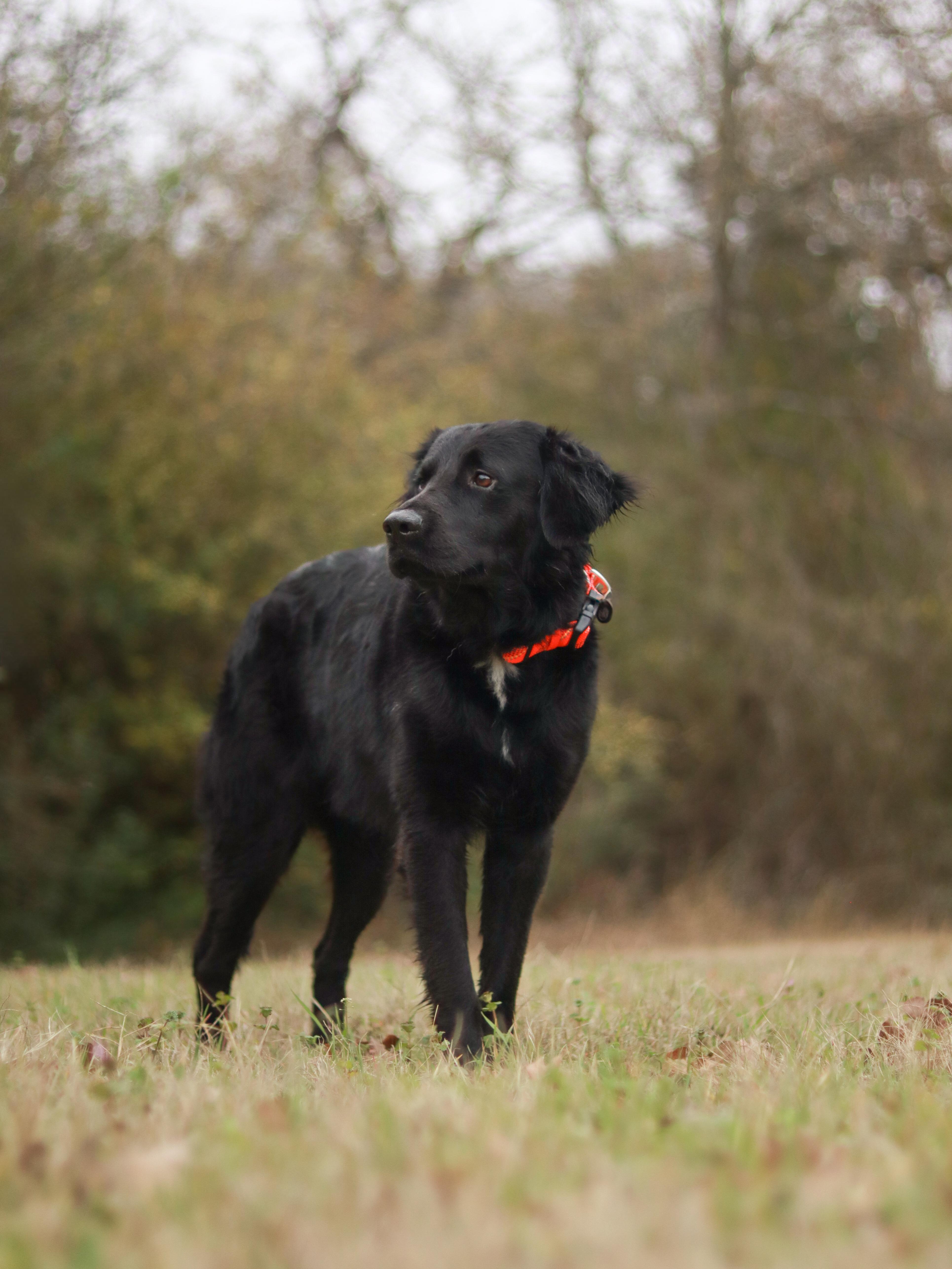 Enlarge Rocky, an adoptable Flat-Coated Retriever in Bryan, TX image 3/6