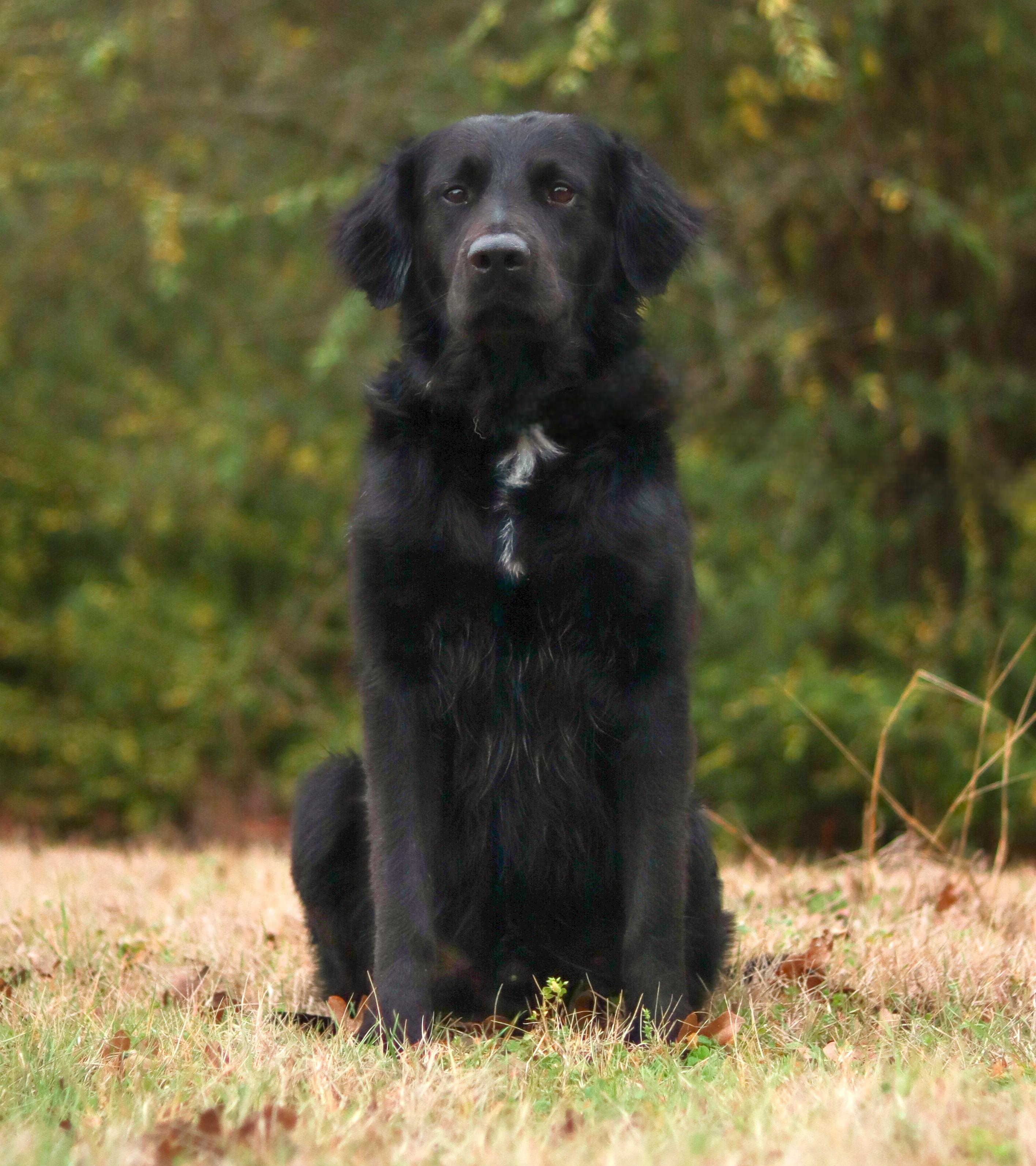 Rocky, adoptable, Adult Male Flat-Coated Retriever.