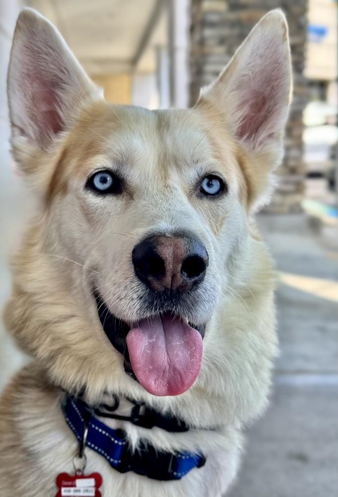 Lt Dan, Adopted, Young Male Siberian Husky.