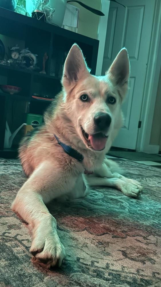 Lt Dan, a Adopted mixed breed in Pleasant Hill, CA image 2/6