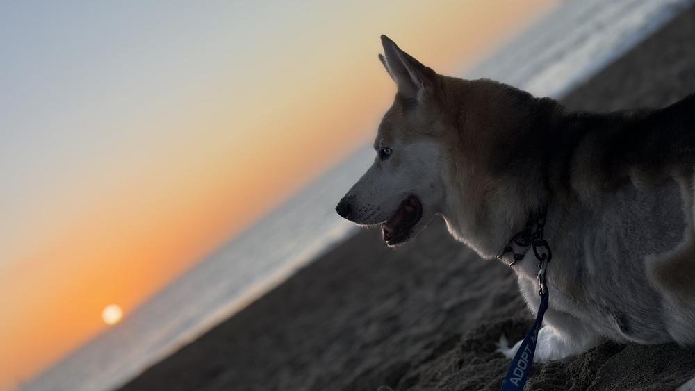 Enlarge Lt Dan, a Adopted mixed breed in Pleasant Hill, CA image 3/6