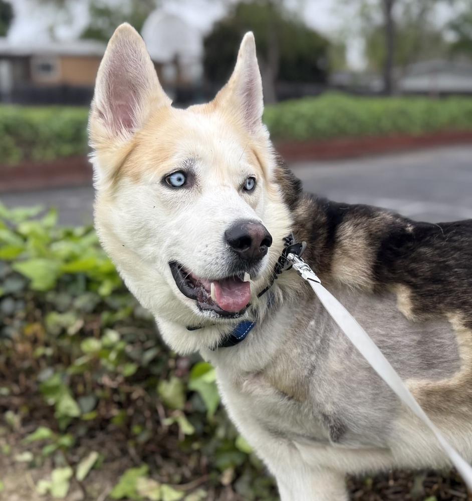 Lt Dan, a Adopted mixed breed in Pleasant Hill, CA image 3/6