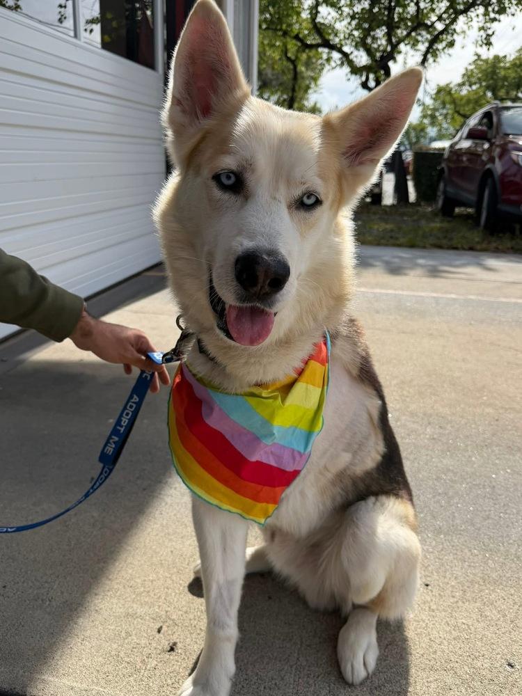 Lt Dan, a Adopted mixed breed in Pleasant Hill, CA image 4/6