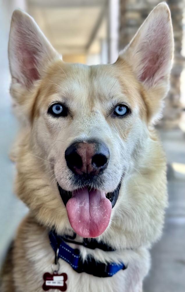 Lt Dan, a Adopted mixed breed in Pleasant Hill, CA image 5/6