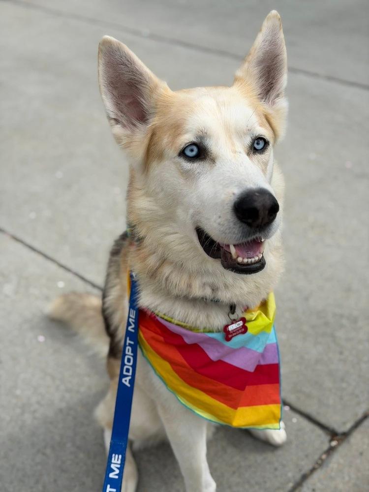Lt Dan, Adopted, Young Male Siberian Husky.