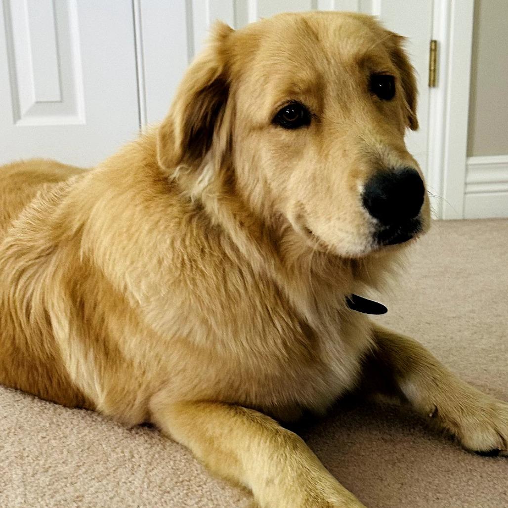 Enlarge Nova, a Adoptable Golden Retriever in Benton City, WA image 1/1