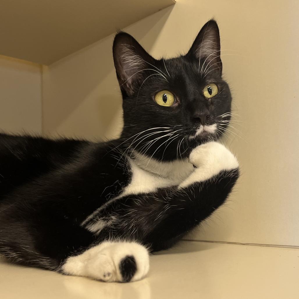 Jalapeno, Adoptable, Adult Female Domestic Short Hair.