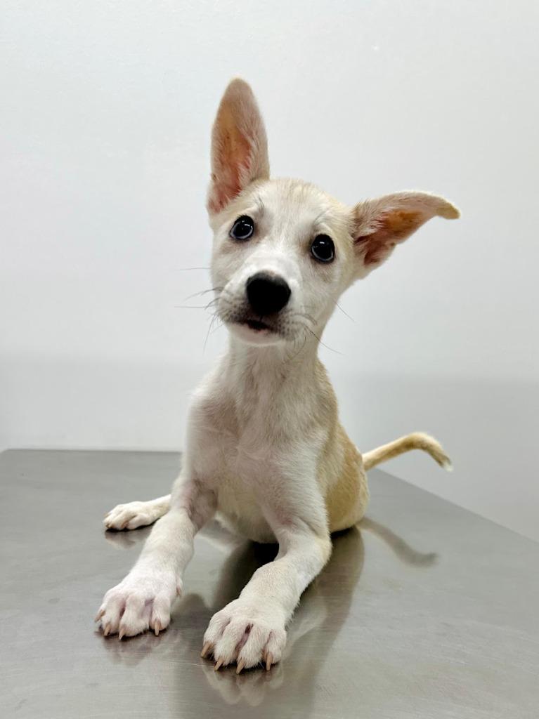 Cesar, Adoptable, Young Male Husky.