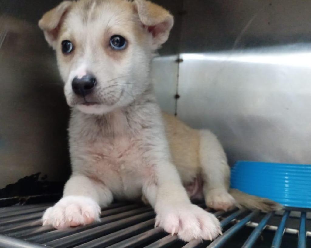 Enlarge Cesar, a Adoptable mixed breed in Corral del Risco, NAY image 2/6