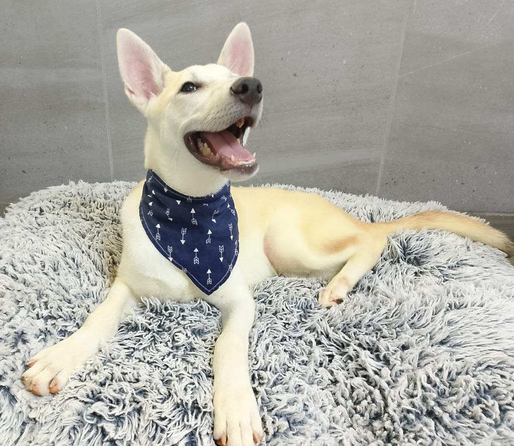 Enlarge Cesar, a Adoptable mixed breed in Corral del Risco, NAY image 4/6