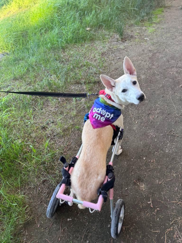Enlarge Cesar, a Adoptable mixed breed in Corral del Risco, NAY image 5/6