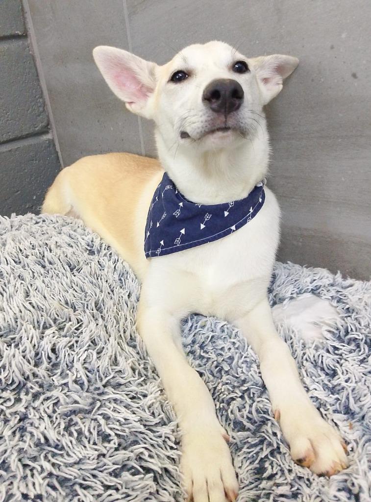 Enlarge Cesar, a Adoptable mixed breed in Corral del Risco, NAY image 6/6