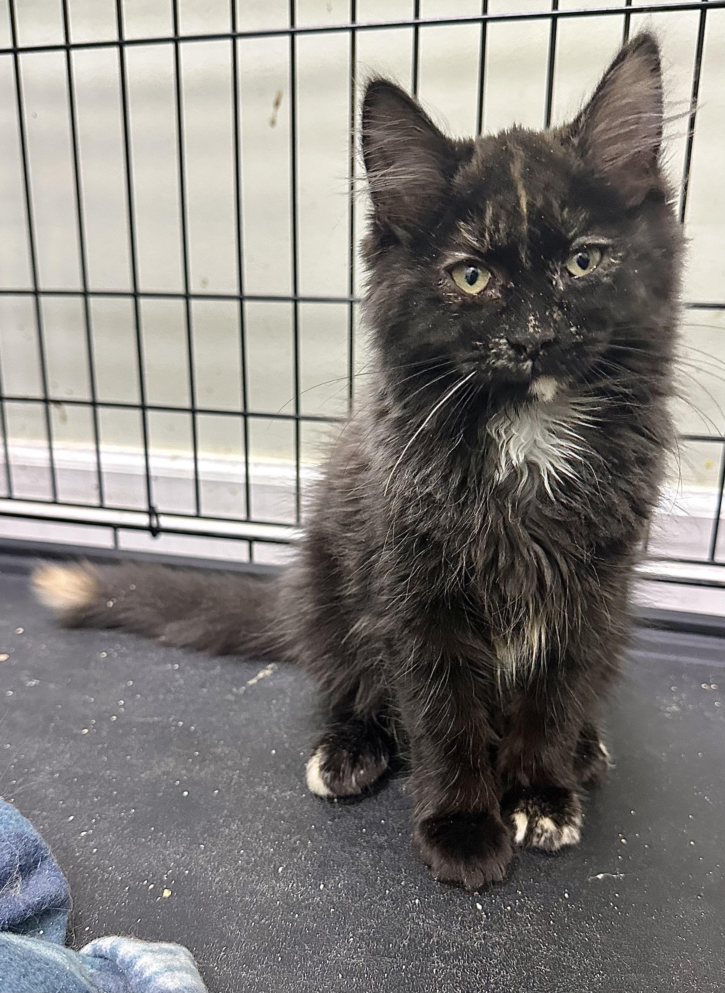 Miranda, adopted, Kitten Female Domestic Long Hair.