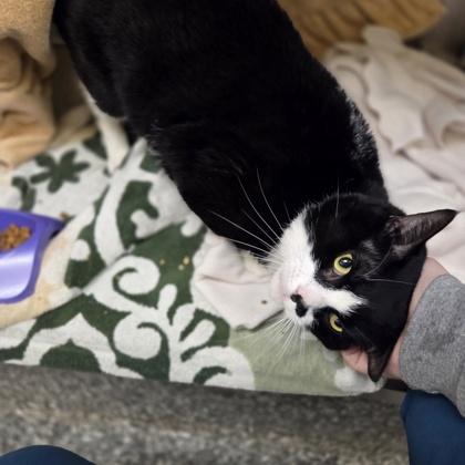 Enlarge Antoine, a Adoptable mixed breed in Beverly Hills, MI image 1/3