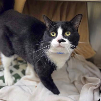 Enlarge Antoine, a Adoptable mixed breed in Beverly Hills, MI image 3/3