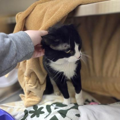 Enlarge Antoine, a Adoptable mixed breed in Beverly Hills, MI image 3/3