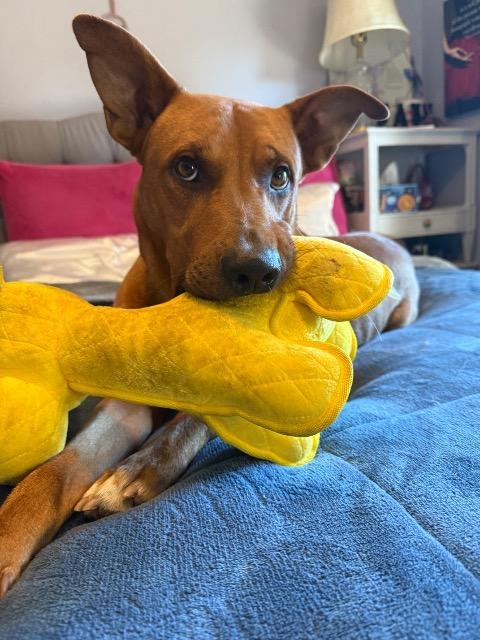 Skubidoo, Adoptable, Young Male German Shepherd Dog.