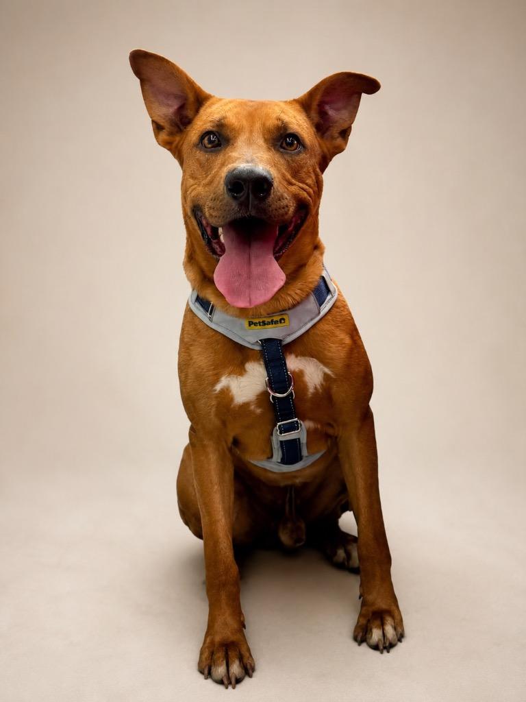 Skubidoo, a Adoptable German Shepherd Dog in Reno, NV image 2/3