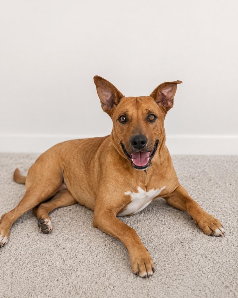 Skubidoo, a Adoptable German Shepherd Dog in Reno, NV image 3/3