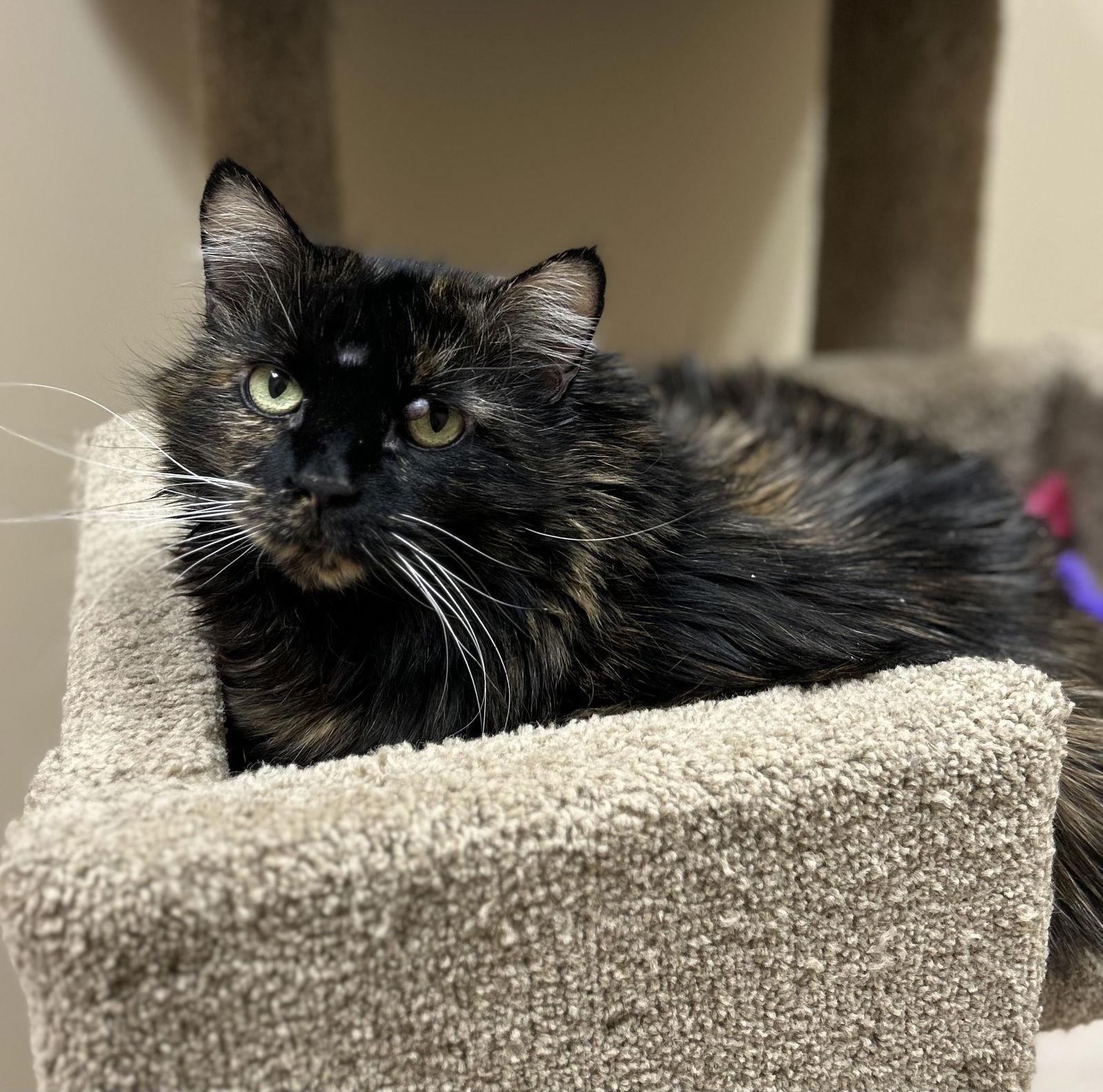 Bella, Adoptable, Senior Female Domestic Medium Hair.