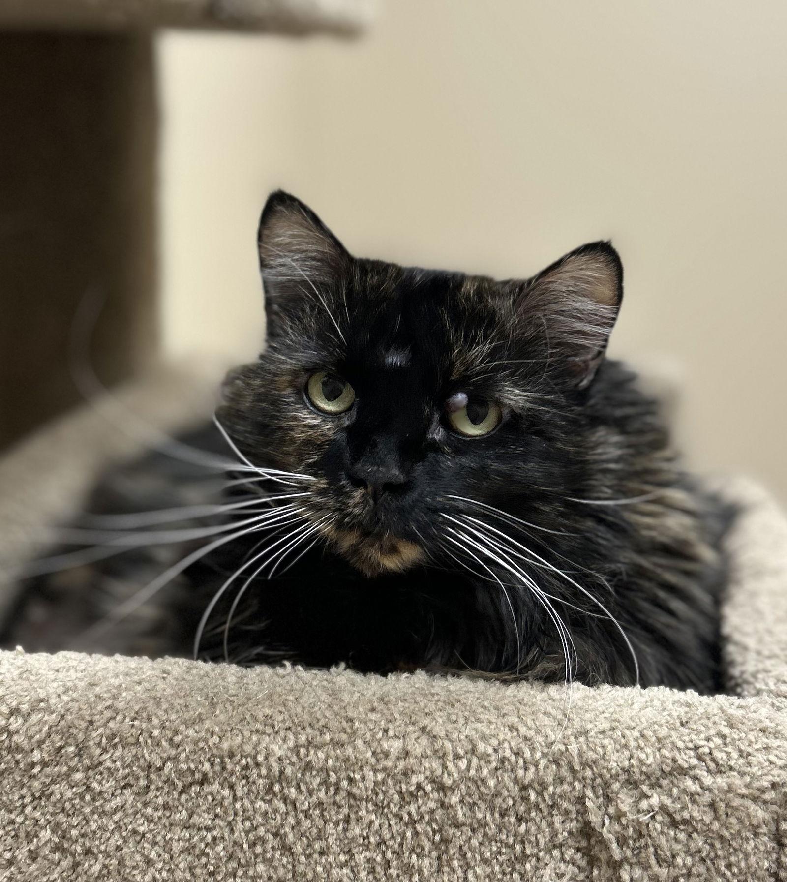 Enlarge Bella, a Adoptable Domestic Medium Hair in Arlington, VT image 2/3