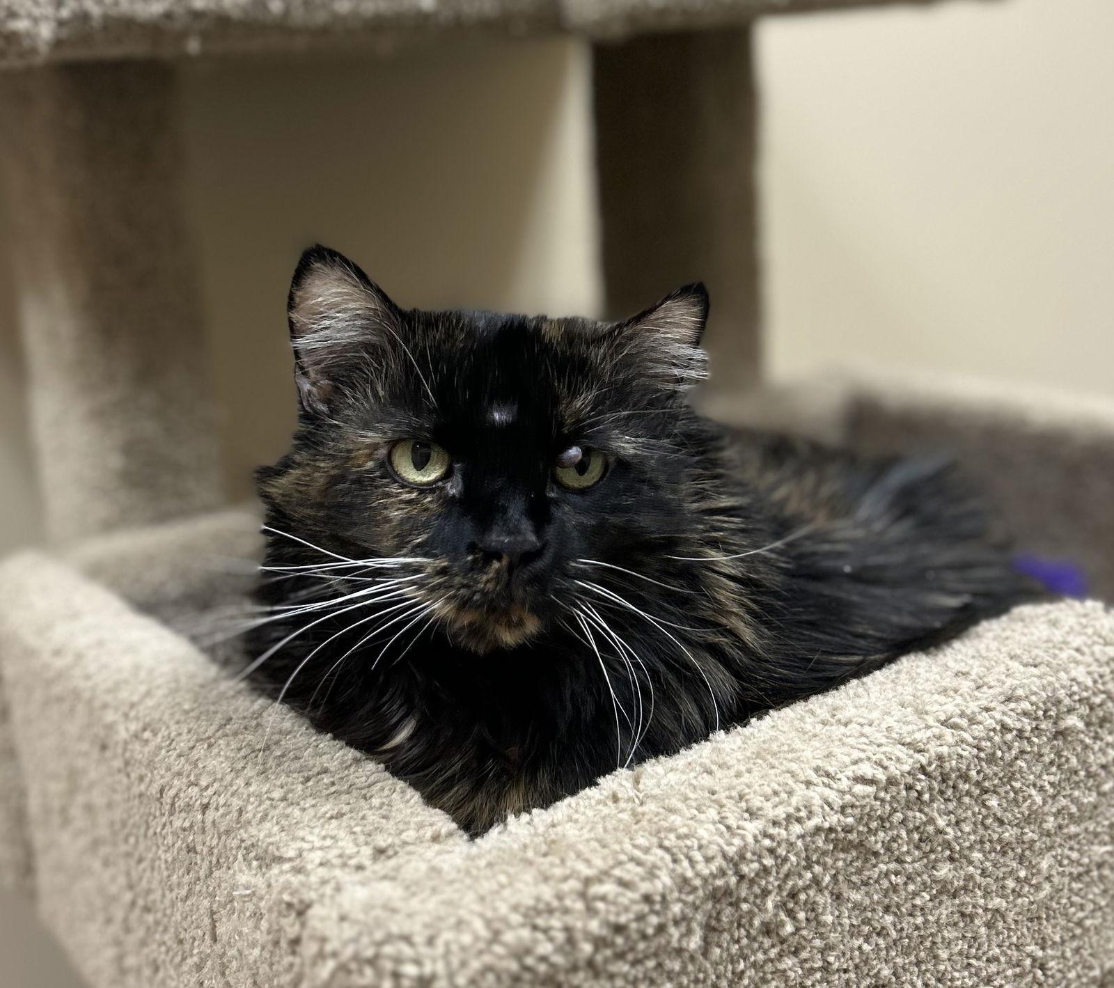 Enlarge Bella, a Adoptable Domestic Medium Hair in Arlington, VT image 3/3