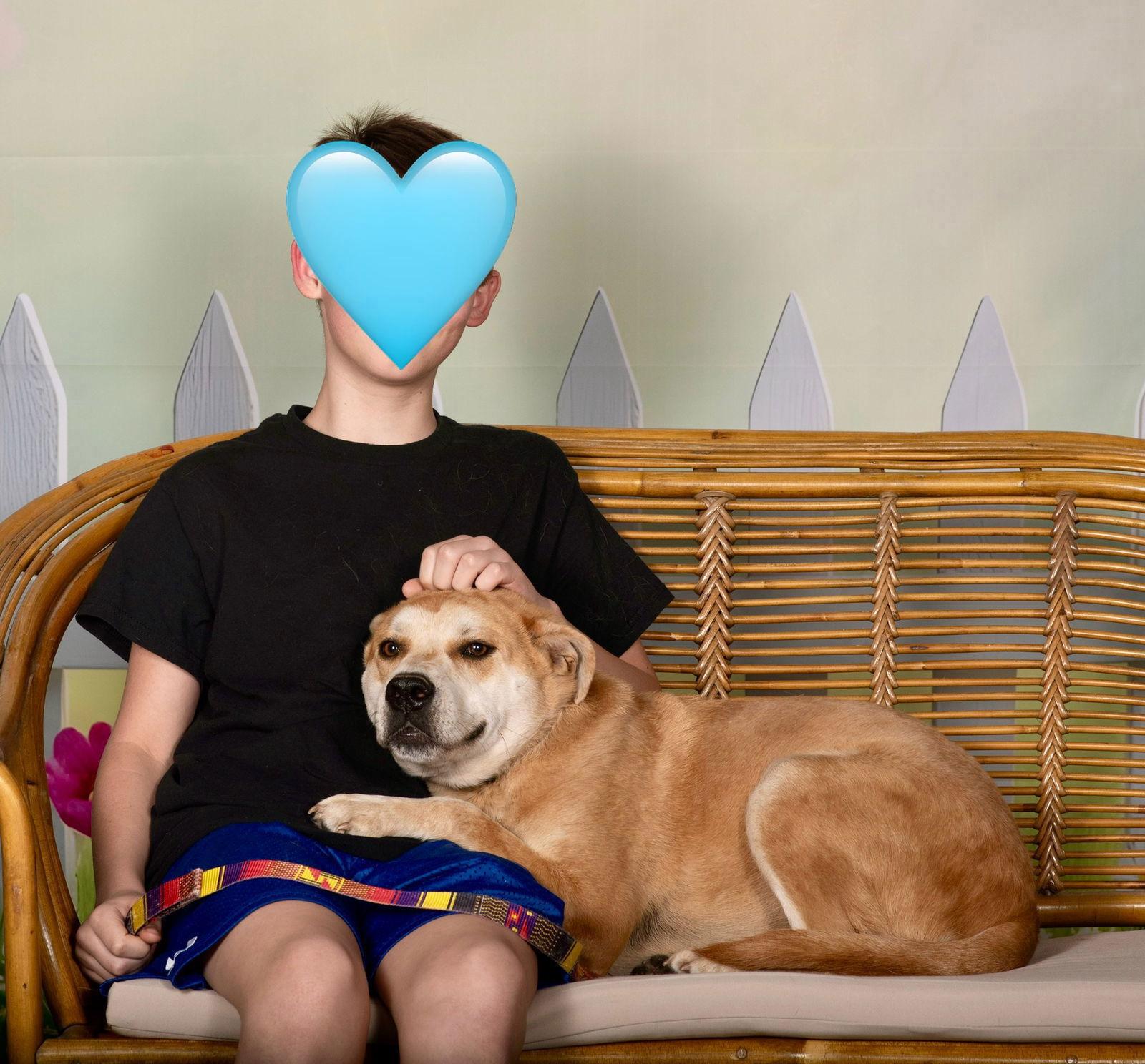 DOZER, Adoptable, Adult Male Carolina Dog.