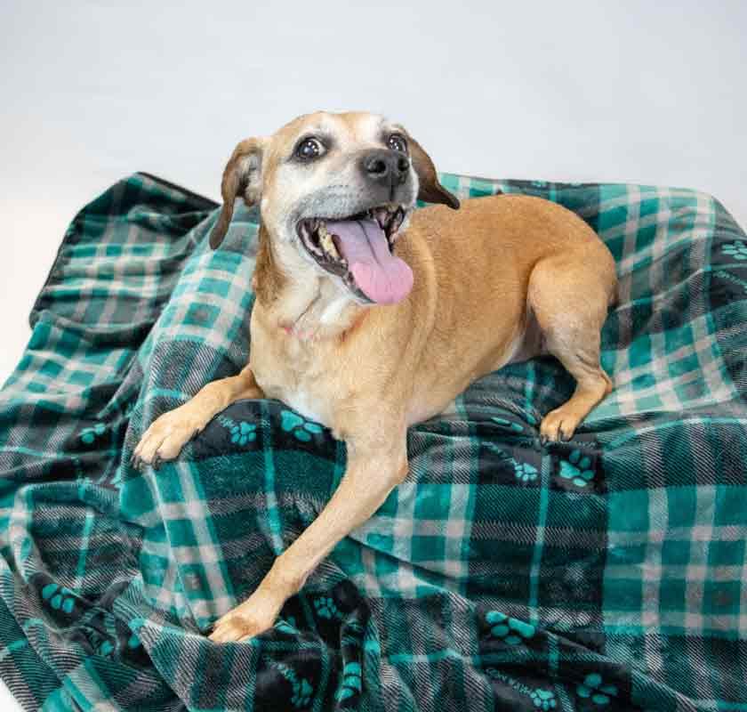 Enlarge Honeybun, a ADOPTABLE mixed breed in Kennesaw, GA image 3/6