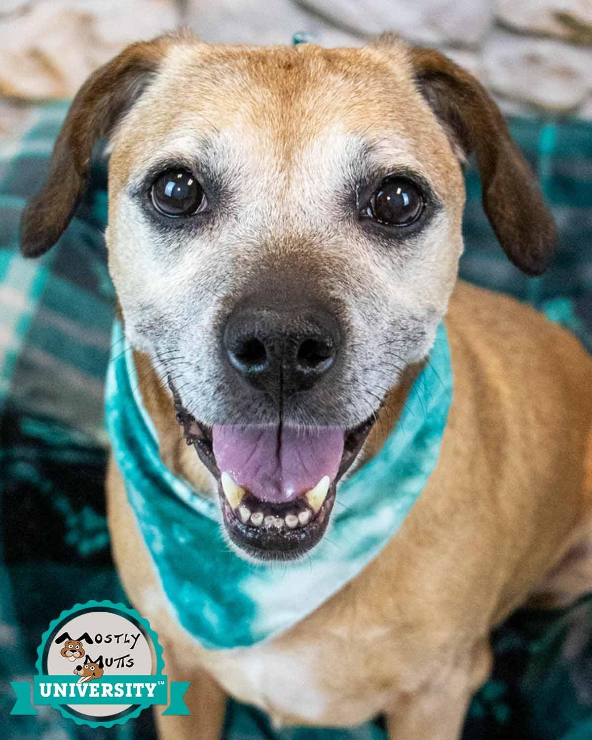 Honeybun — thumbnail 2