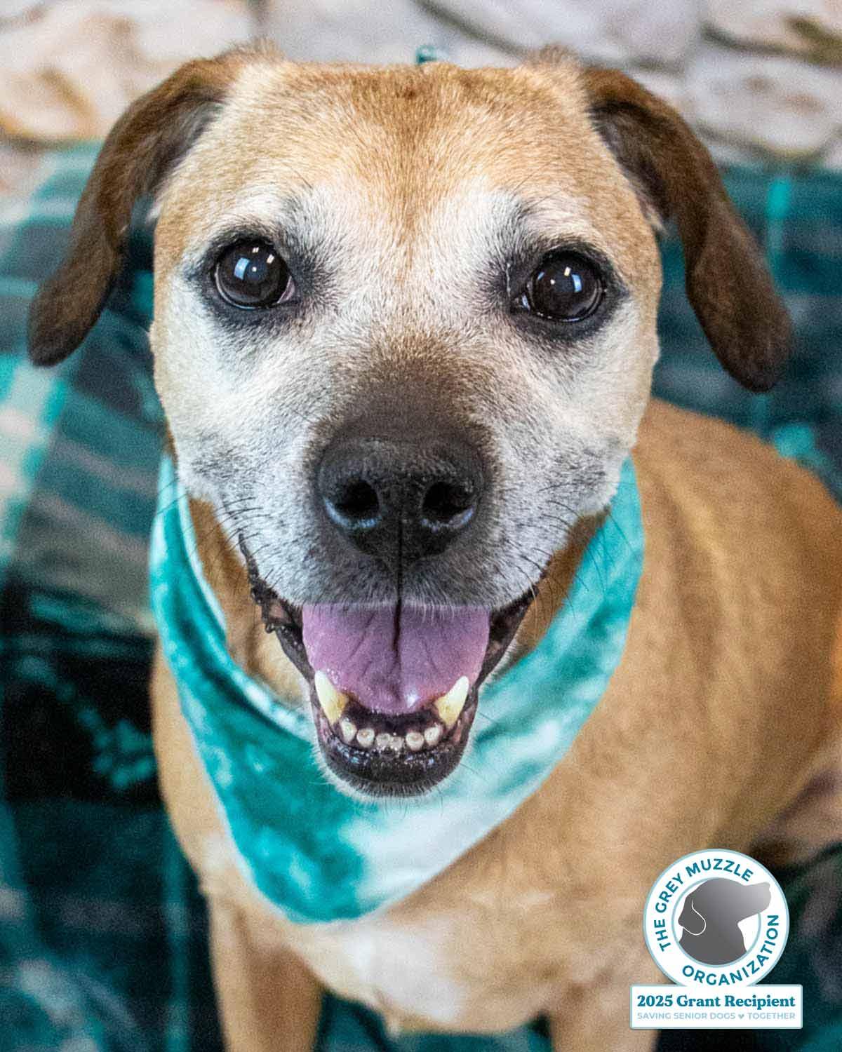 Honeybun, ADOPTABLE, Senior Female Beagle & Labrador Retriever.