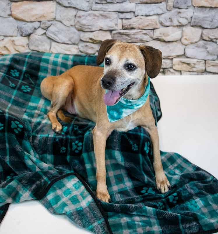 Enlarge Honeybun, a ADOPTABLE mixed breed in Kennesaw, GA image 4/6