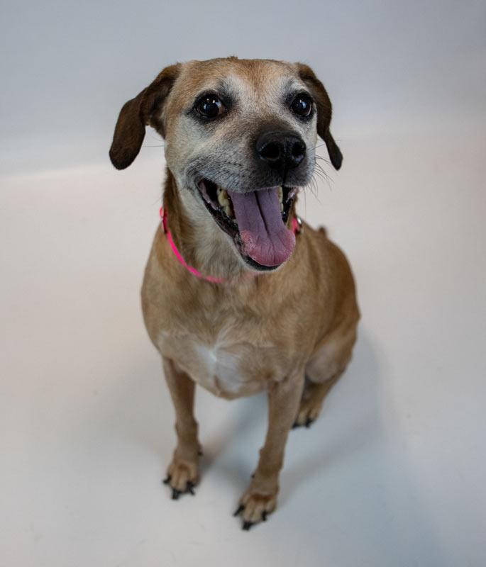 Enlarge Honeybun, a ADOPTABLE mixed breed in Kennesaw, GA image 2/6