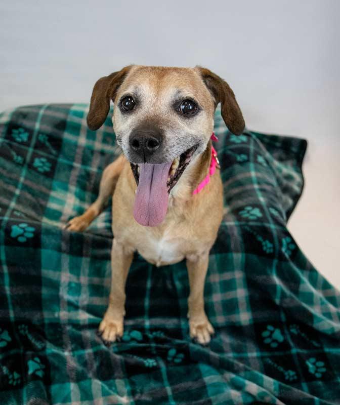 Enlarge Honeybun, a ADOPTABLE mixed breed in Kennesaw, GA image 5/6
