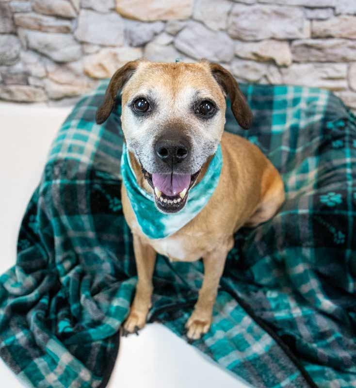 Enlarge Honeybun, a ADOPTABLE mixed breed in Kennesaw, GA image 6/6